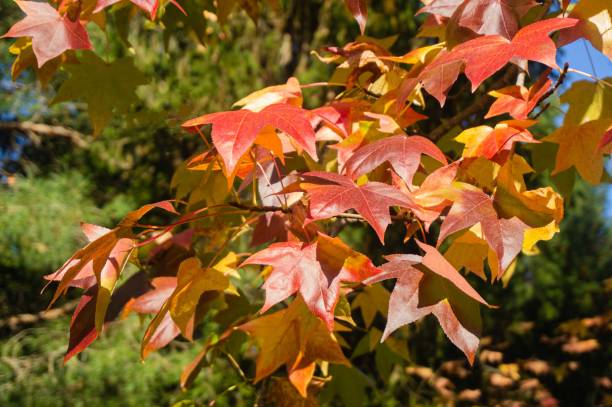 sweetgum trees