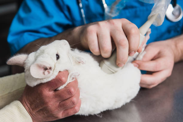 Chinchilla Care