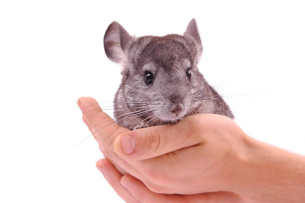 Chinchilla Pet: The Adorable, Furry Friend for Your Home