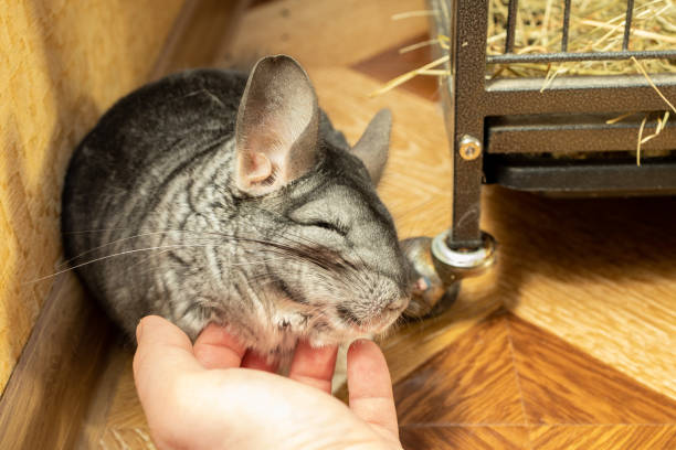 Cute Chinchilla