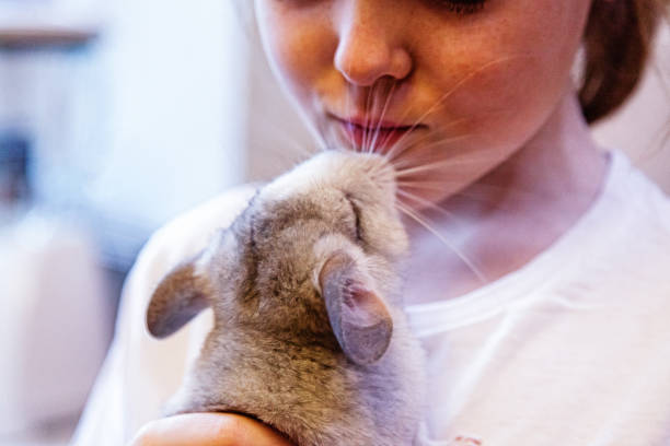 Fluffy Chinchilla