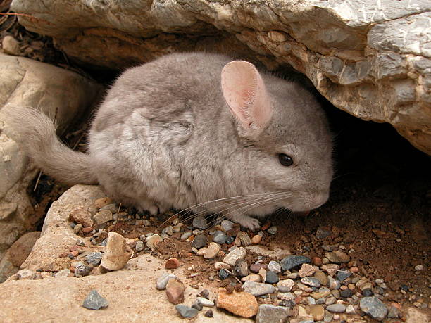 WILD CHINCHILLA