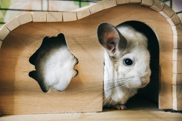 White chinchilla sitting in her cage. Cute fluffy home pet in the house.