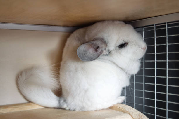 Chinchilla Care