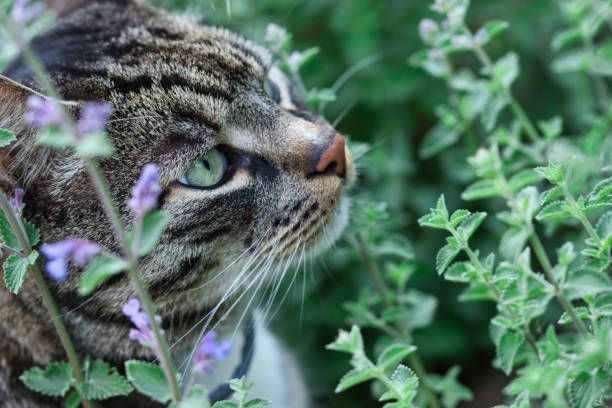 cATNIP SAFE FOR MY CAT