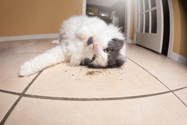 What Actually is Catnip and is it Safe for My Cat?