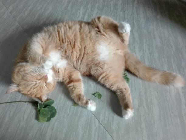 What Actually is Catnip and is it Safe for My Cat?