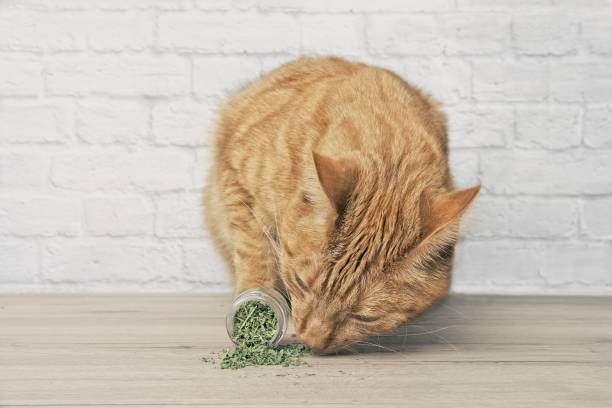 What Actually is Catnip and is it Safe for My Cat?