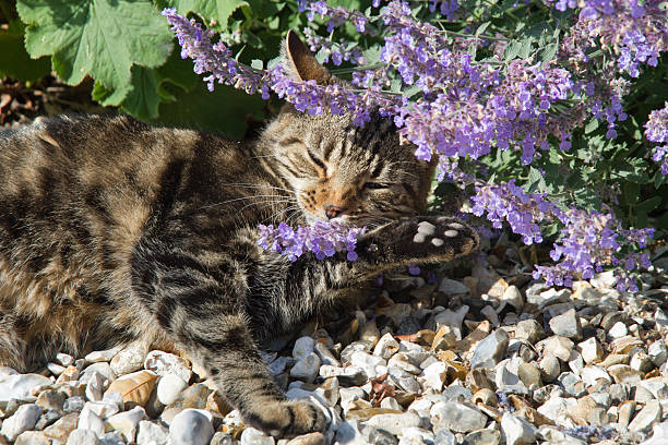 What Actually is Catnip and is it Safe for My Cat?