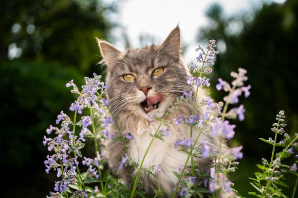 What Actually is Catnip and is it Safe for My Cat?