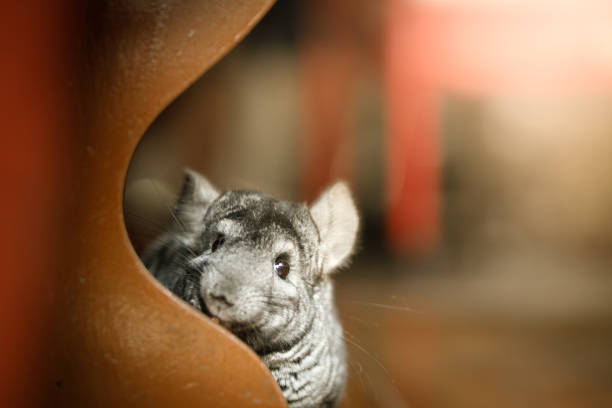 Chinchilla-Proofing Your Home: A Comprehensive Guide