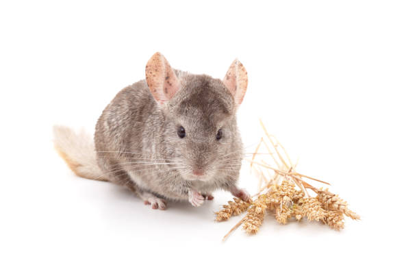 Chinchilla-Proofing Your Home: A Comprehensive Guide