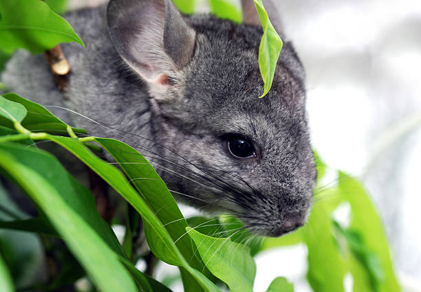 Chinchilla-Proofing Your Home: A Comprehensive Guide