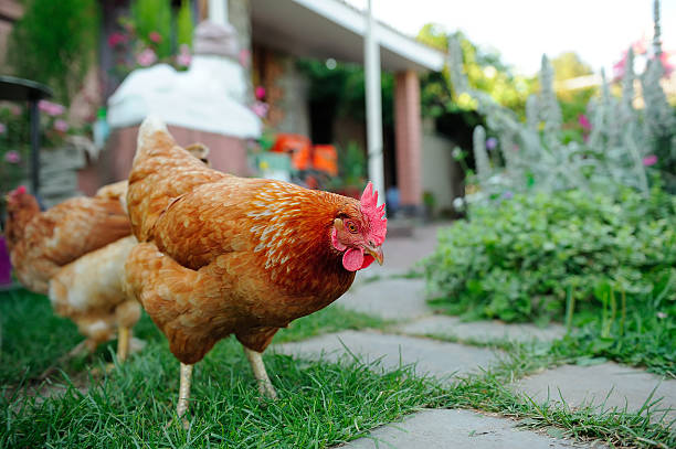 How to Keep Chicken Out of Yard?