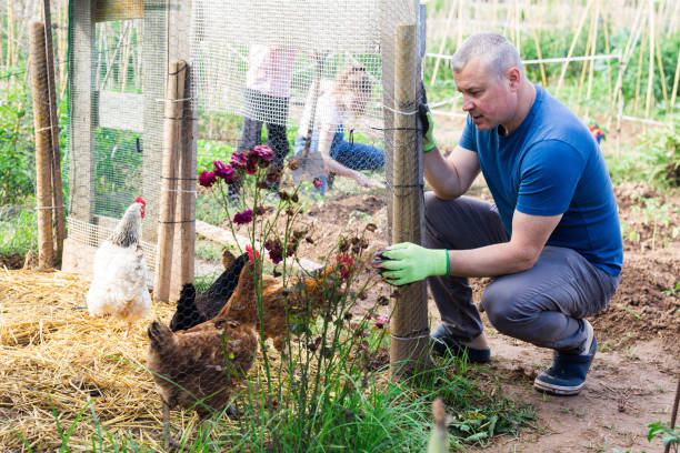 How to Keep Chicken Out of Yard?