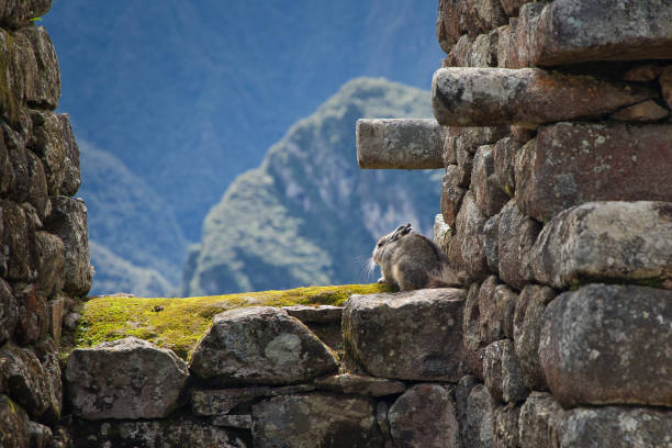 Wild Chinchilla: A Fascinating Creature of the Andes