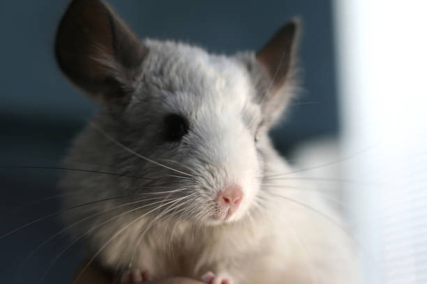 Wild Chinchilla: A Fascinating Creature of the Andes