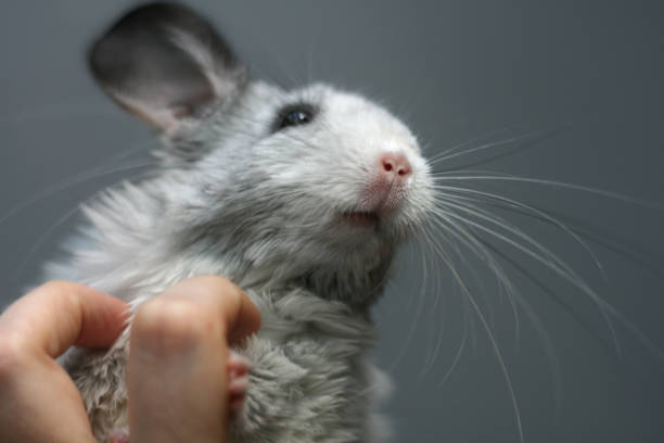 Wild Chinchilla: A Fascinating Creature of the Andes