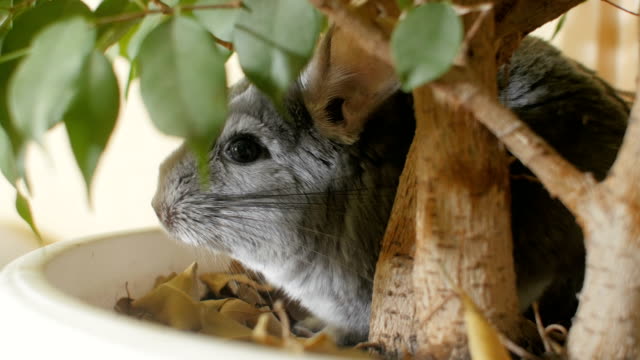 Chinchilla-Proofing Your Home: A Comprehensive Guide