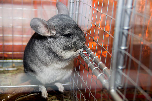 Wild Chinchilla: A Fascinating Creature of the Andes