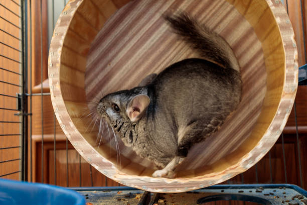 Chinchilla-Proofing Your Home: A Comprehensive Guide