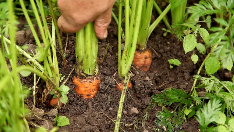 growing vegetables in spring