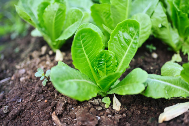 growing vegetables in spring