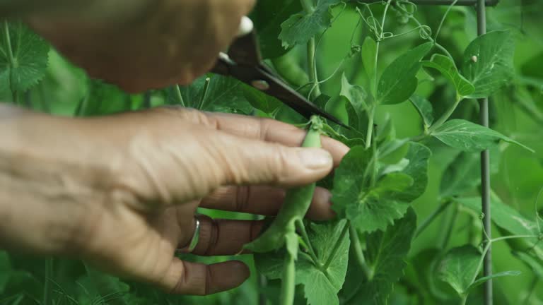 growing vegetables in spring