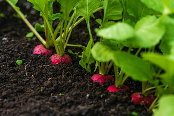 growing vegetables in spring