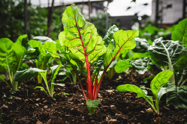 growing vegetables in spring