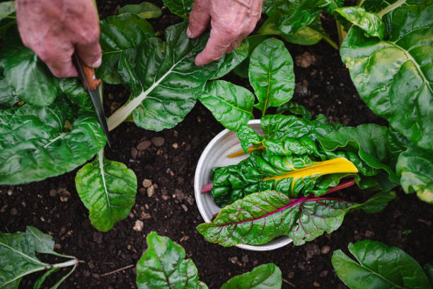 growing vegetables in spring