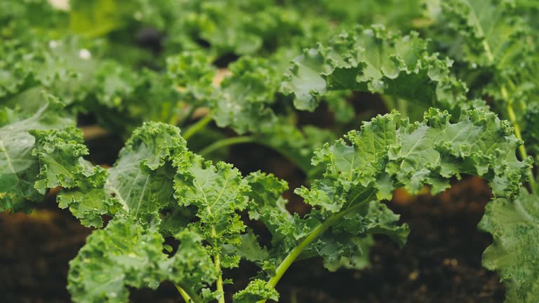 growing vegetables in spring