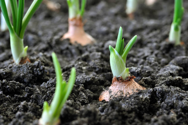 growing vegetables in spring